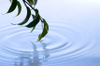 Leaves_on_water_calming_2