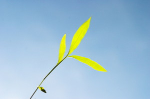 Pretty_yellow_leaf_4