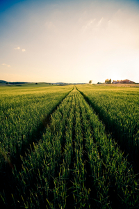 Meadow_with_sunset_2